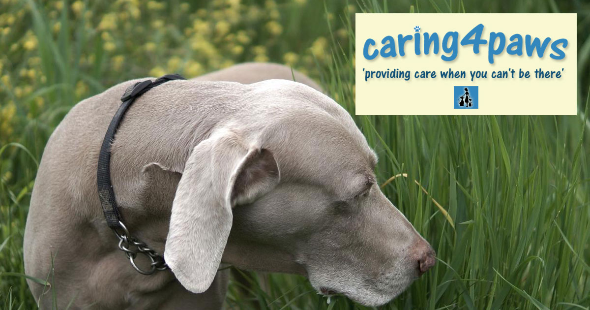 Pet Sitting, Pet Sitters in Greenhithe Cat Sitting Dog Walking